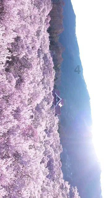 草长莺飞二月天拂堤杨柳醉春烟能体现江山之美吗？游戏画面