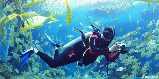 夏季热带海滩逃生